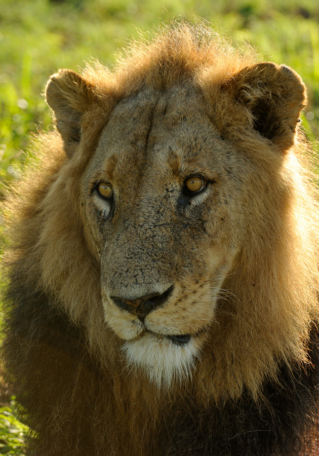 Panthera leo melanochaita [280 mm, 1/640 Sek. bei f / 8.0, ISO 1000]